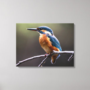 Cute and Colourful Kingfisher or Alcedinidae Bird Canvas Print