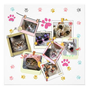 Cute and funny cat collage design  photo print