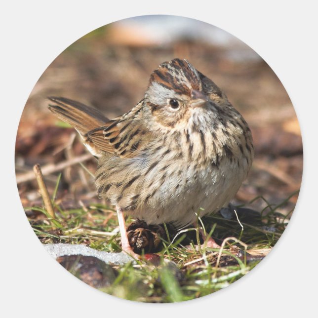 Cute and Spunky Lincoln's Sparrow Classic Round Sticker (Front)