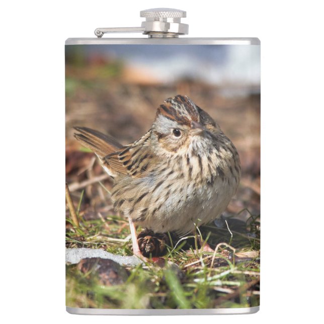Cute and Spunky Lincoln's Sparrow Hip Flask (Front)