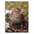 Cute and Spunky Lincoln's Sparrow