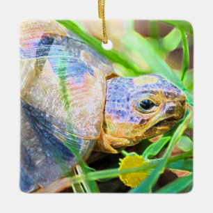 Cute Angulate Tortoise South Africa Details Ceramic Ornament