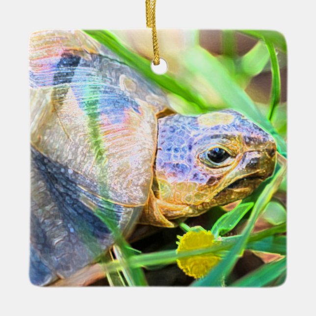 Cute Angulate Tortoise South Africa Details Ceramic Ornament (Front)