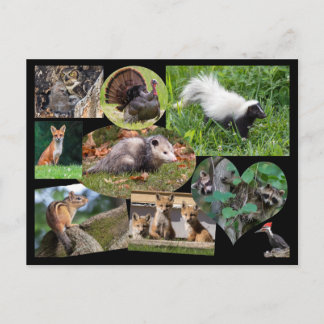 Cute Animals Postcard