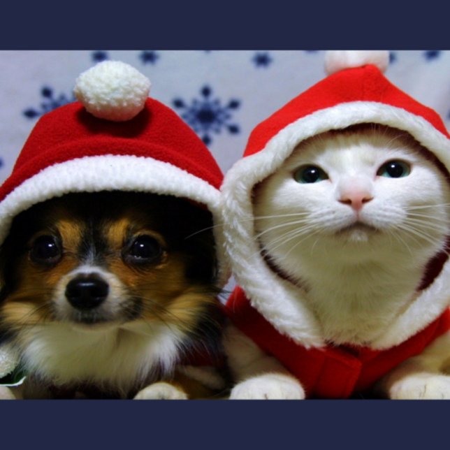 Cute Animals Postcard (Creator Uploaded)