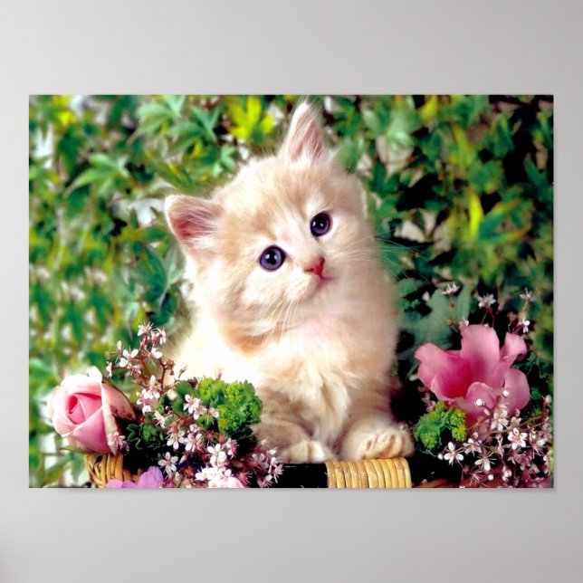 Cute Animals Poster (Front)