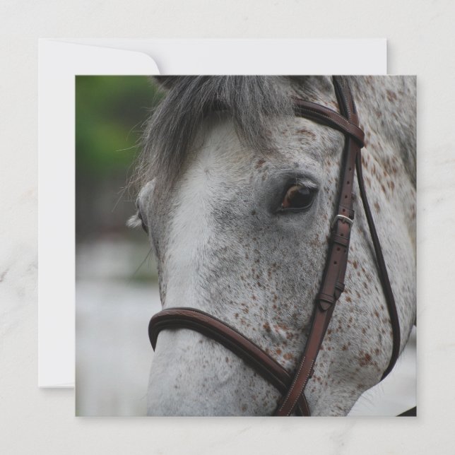 Cute Appaloosa Horse Invitations (Front)