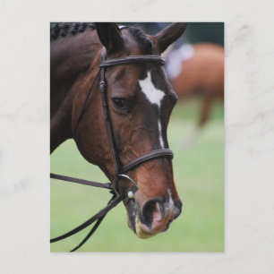 Cute Arabian Horse Postcards