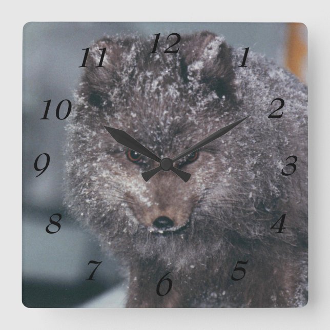 Cute Arctic Blue Phase Winter Fox Photo Designed Square Wall Clock (Front)