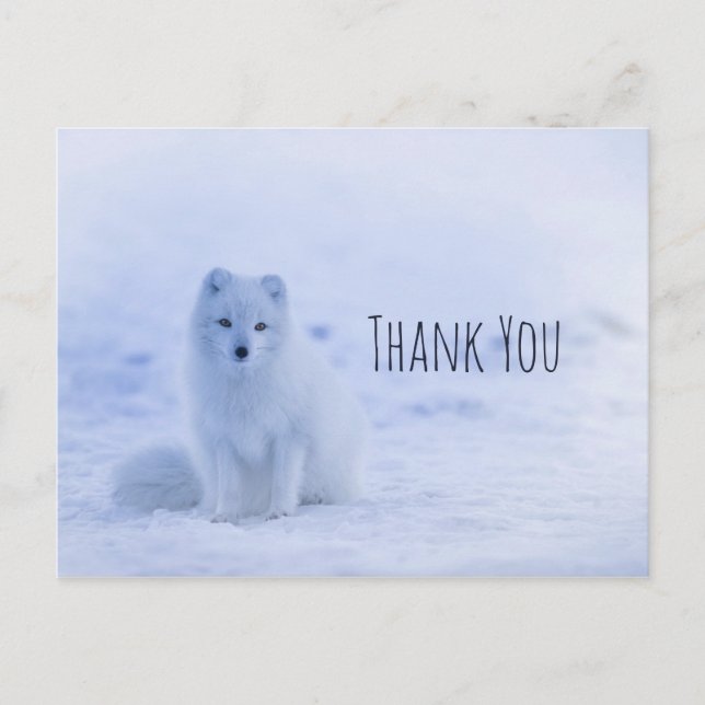 Cute Arctic Fox on Snow Thank You Postcard (Front)