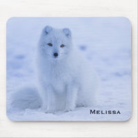 Cute Arctic Fox on Snowy Winter Background