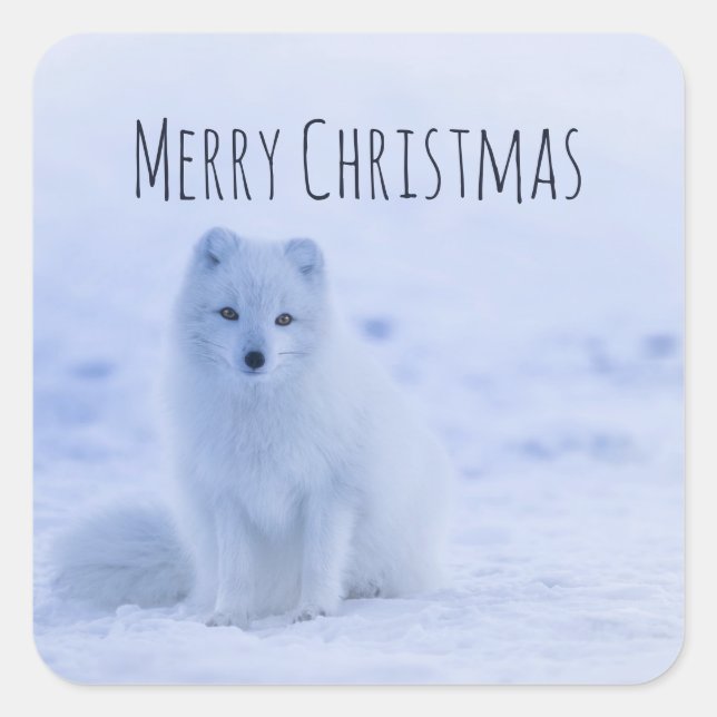 Cute Arctic Fox on Snowy Winter Background Square Sticker (Front)