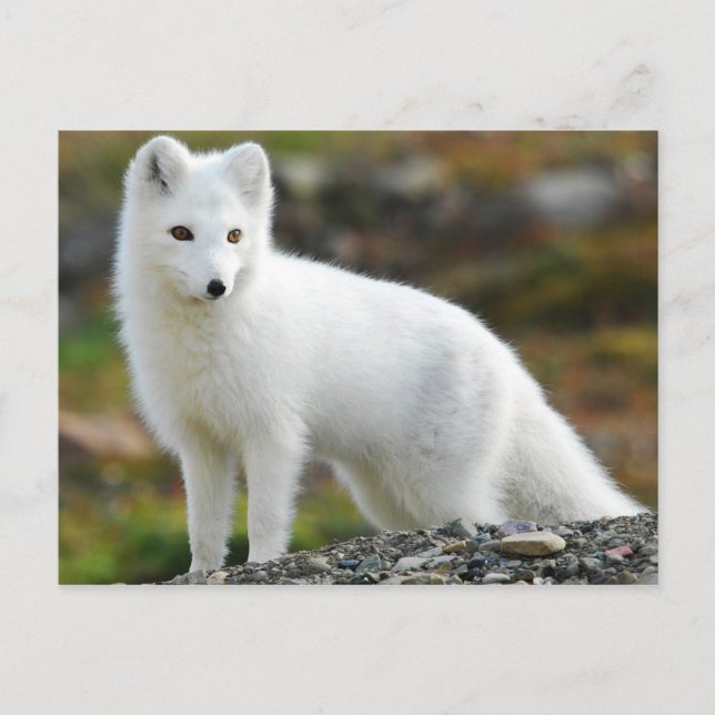 Cute Arctic Fox Postcard (Front)