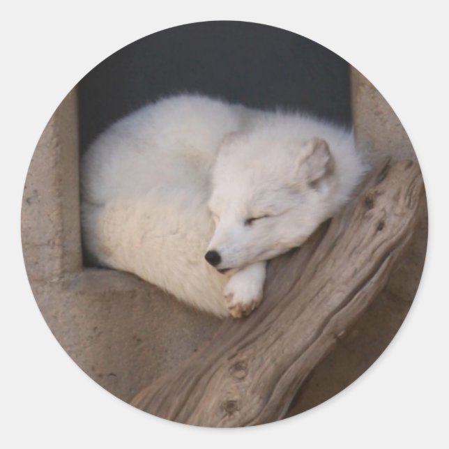 Cute Arctic Fox Sleeping Classic Round Sticker (Front)