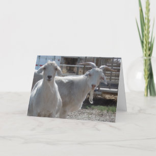 Cute Aries Happy Birthday Goats Card