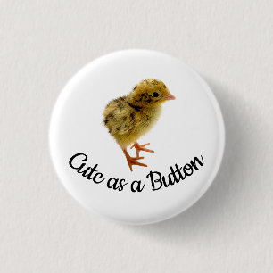 Cute as a button Quail