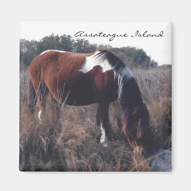 Cute Assateague Mare - Magnet (Front)