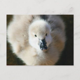 Cute Attack! Postcard