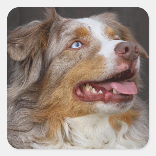 Cute Aussie Puppy Dog Lover Australian Shepherd Square Sticker (Front)