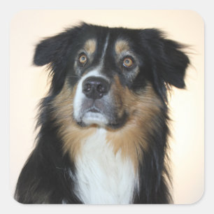 Cute Aussie Puppy Dog Lover Australian Shepherd Square Sticker