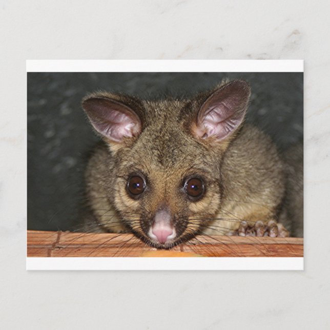 Cute Australian possum Postcard (Front)