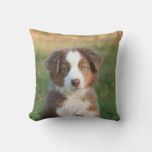 Cute Australian Shepherd Dog Puppy - for Outside Cushion