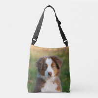 Cute Australian Shepherd Dog Puppy Photo on -