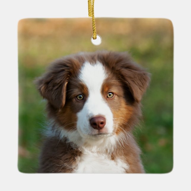 Cute Australian Shepherd Dog Puppy Photo Portrait Ceramic Ornament (Front)