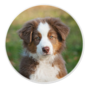 Cute Australian Shepherd puppy, portrait Ceramic Knob