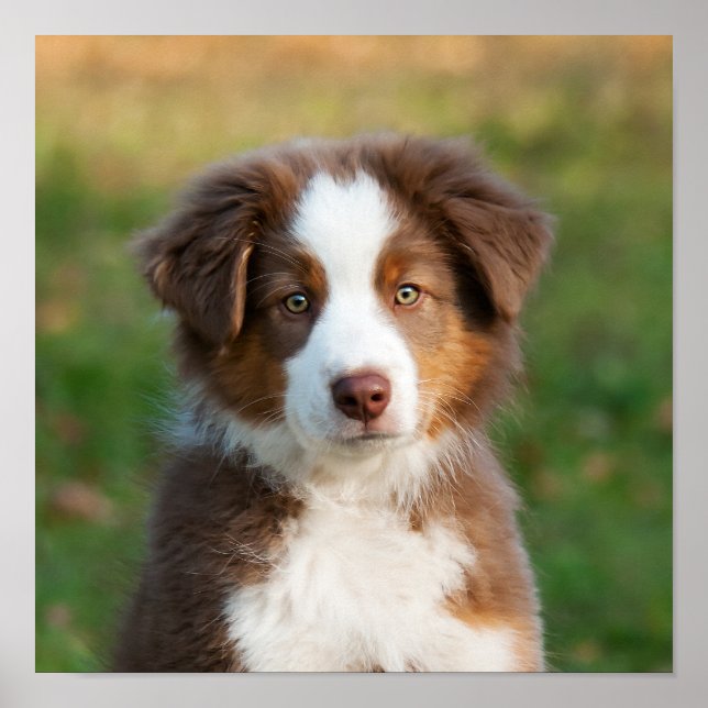 Cute Australian Shepherd puppy Poster (Front)