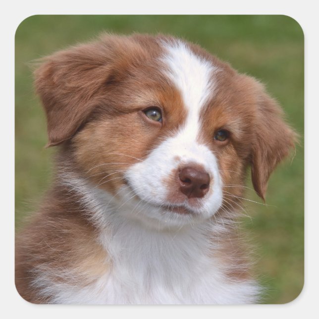 Cute Australian Shepherd Puppy Square Sticker (Front)