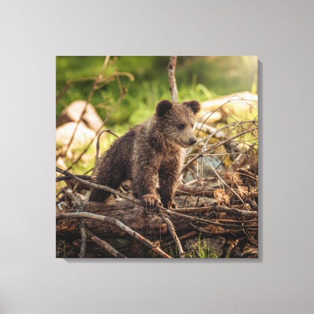 Cute Baby Bear in Woods Canvas Print (Front)