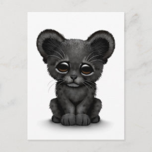 Cute Baby Black Panther Cub on White Postcard