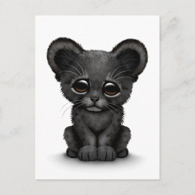 Cute Baby Black Panther Cub on White Postcard (Front)
