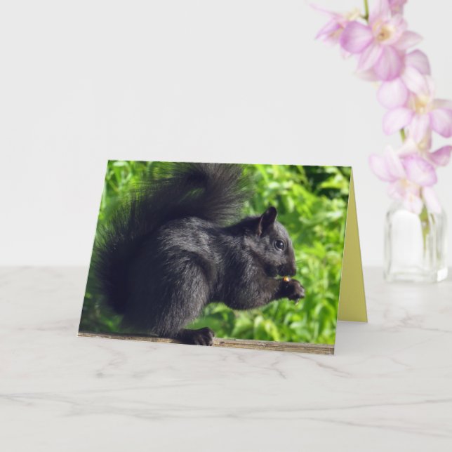 Cute Baby Black Squirrel Eating Seeds Nature Card (Orchid)