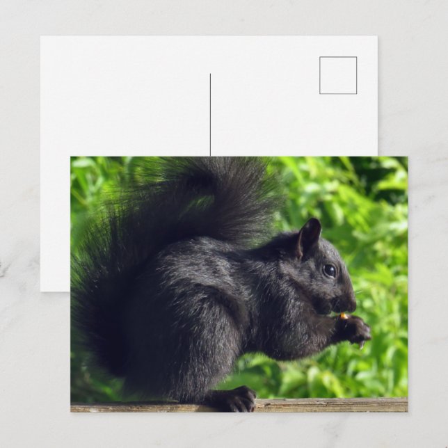 Cute Baby Black Squirrel Eating Seeds Nature Postcard (Front/Back)