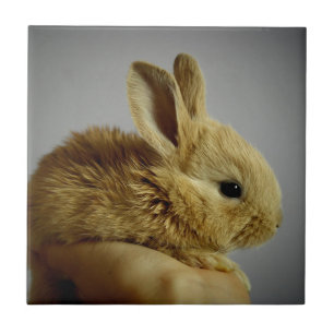 Cute Baby Bunny in Hand Tile
