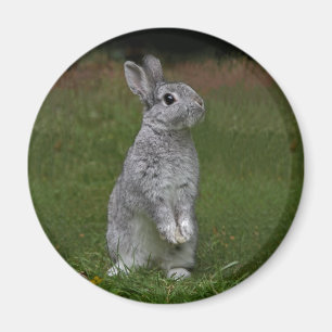 Cute Baby Bunny Magnet