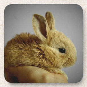 Cute Baby Bunny Rabbit in Hand Coaster