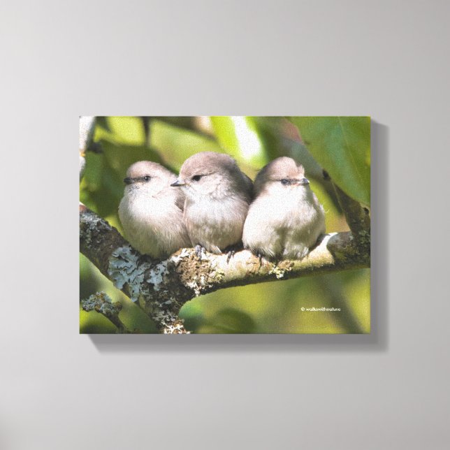 Cute Baby Bushtit Songbirds in the Pear Tree Canvas Print (Front)