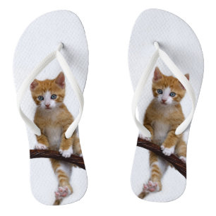 Cute Baby Cat Kitten Funny Gym Photo on - Jandals
