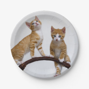 Cute Baby Cats Kittens Funny Gym Photo Party Paper Plate