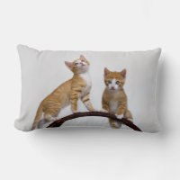Cute Baby Cats Kittens Funny Gym Photo - Throw