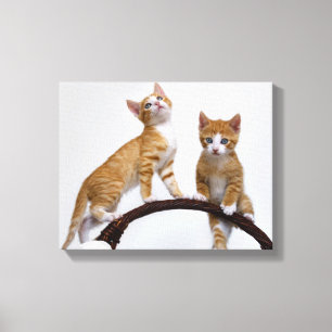 Cute Baby Cats Kittens Funny Gym Photo - Wrapped Canvas Print