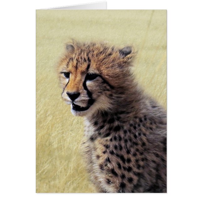 Cute baby Cheetah Cub (Front)