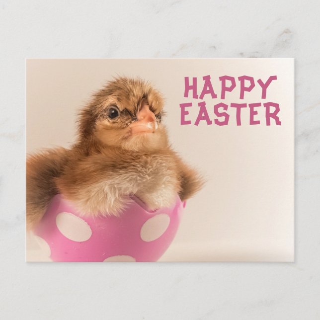 Cute Baby Chick in Easter Egg Holiday Postcard (Front)