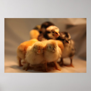 Cute Baby Chicks Poster