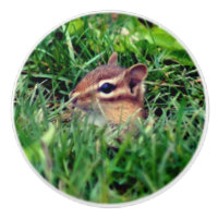 Cute Baby Chipmunk Peeking Wildlife  