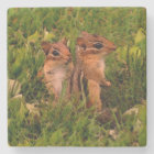 Cute Baby Chipmunks Animal Art