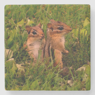 Cute Baby Chipmunks Animal Art Stone Coaster